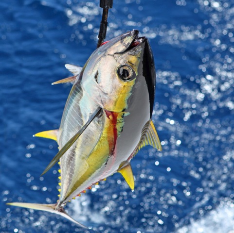 Tuna2