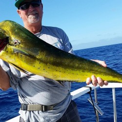 Mahi fish