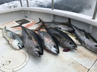 Tuna fish on boat