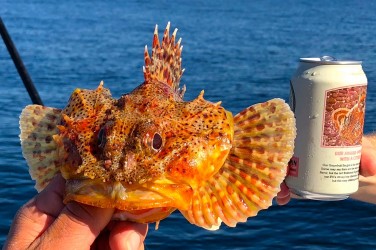 Fish Caught in San Diego